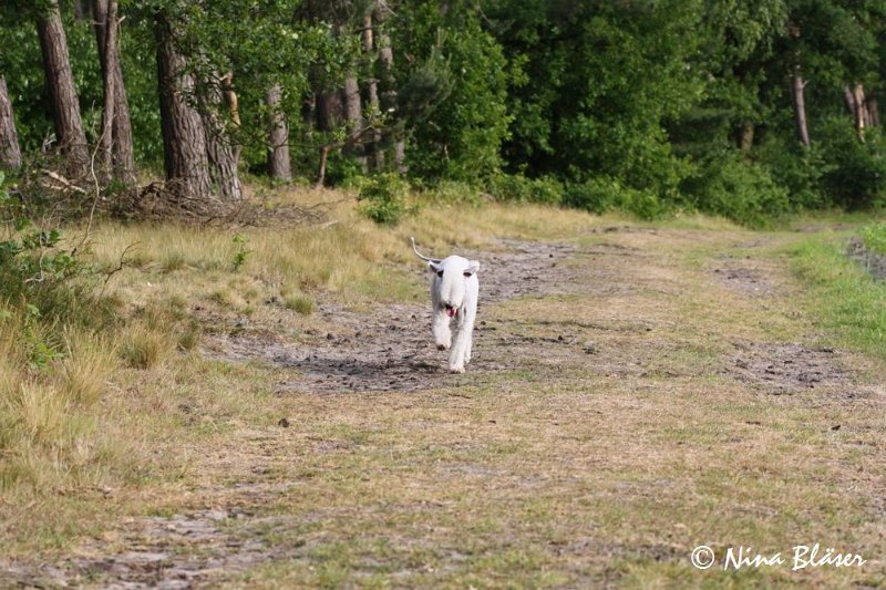 Airis Blue Volshebny Svet 2009-06-08 (17).JPG